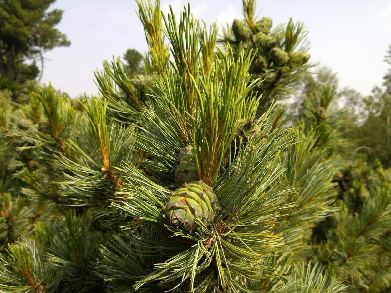 Кедр Сибирский Pinus sibirica. Сибирский кедр (Pinus sibirica du Tour). Сосна́ Сиби́рская Кедро́вая (Pínus sibírica). Кедровая Сибирская сосна и кедр это.