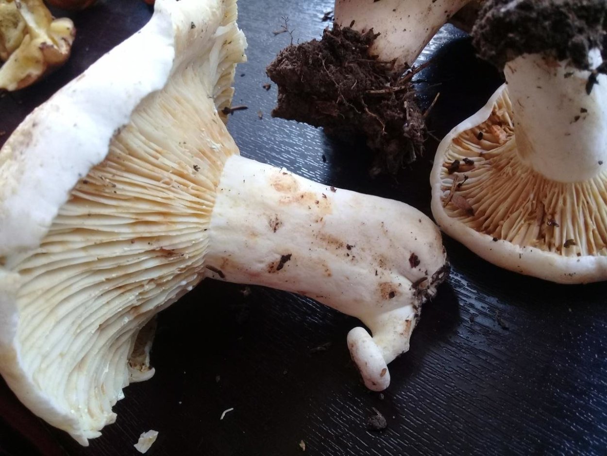 Скрипица млечник