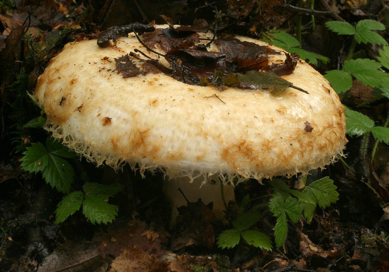 Lactarius citriolens
