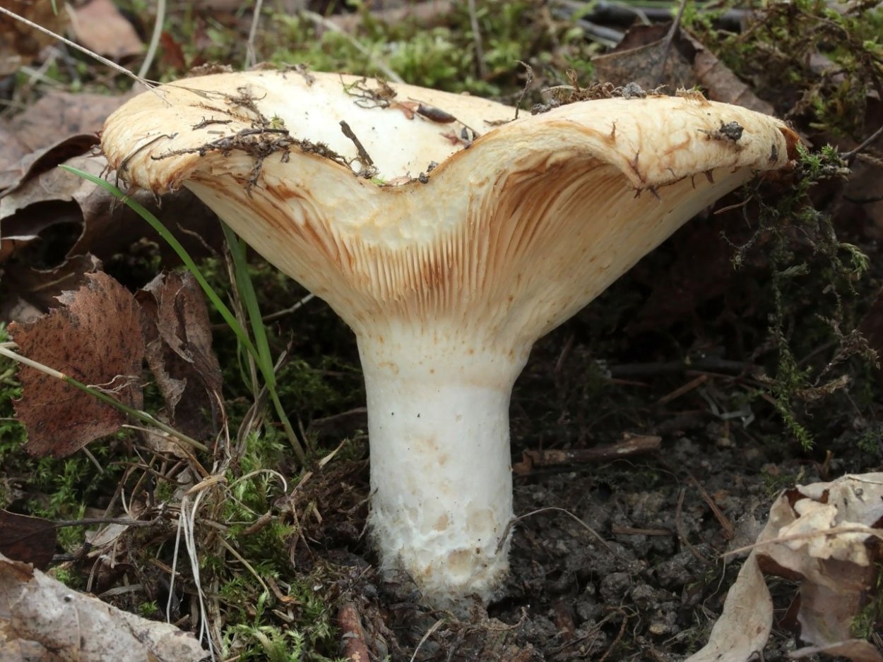 Lactarius aquizonatus