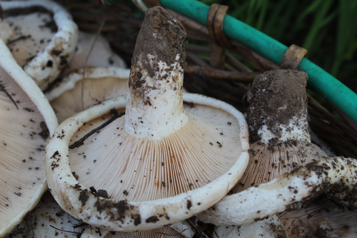 Осиновый груздь (Lactarius controversus)