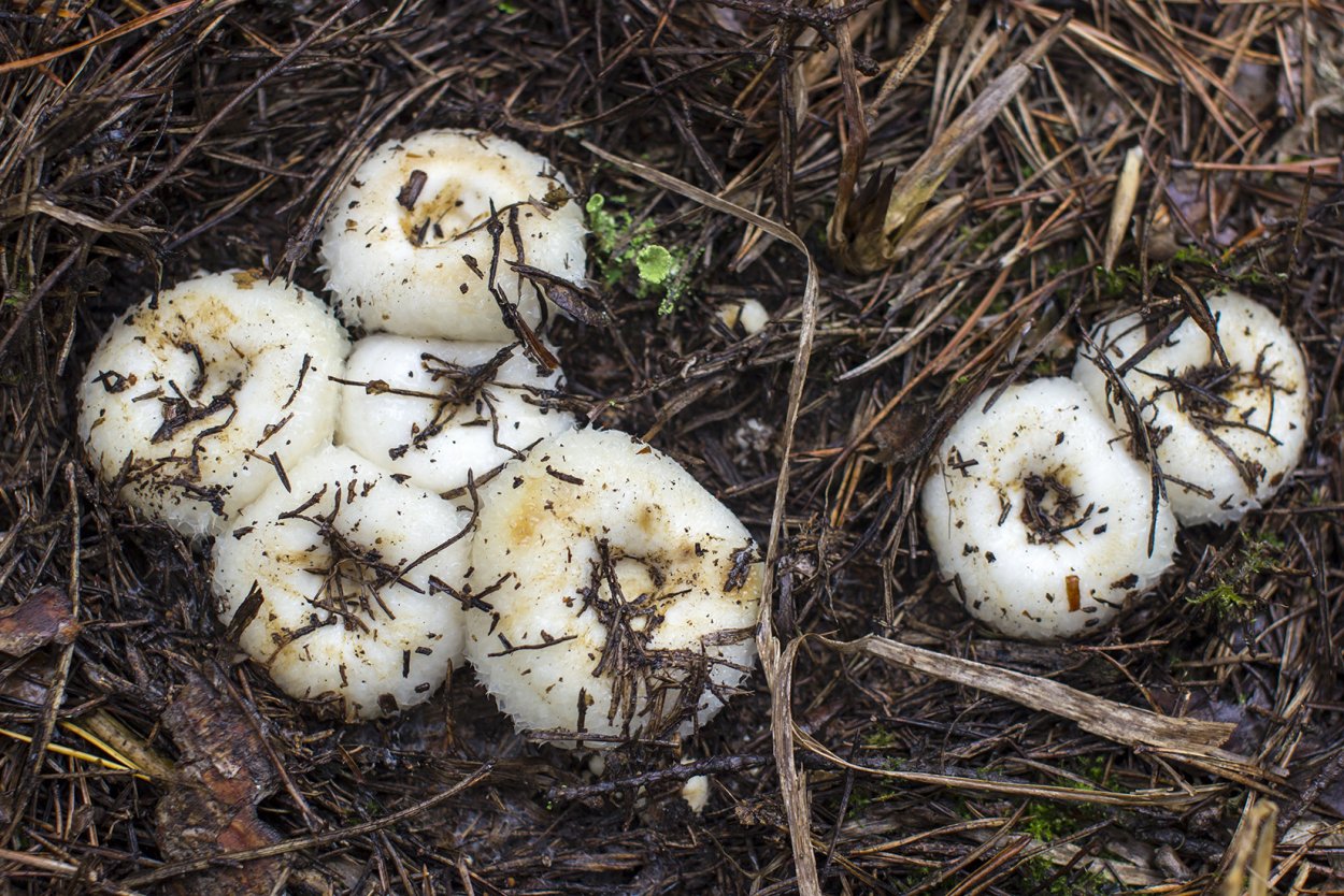 Груздь Дальневосточный