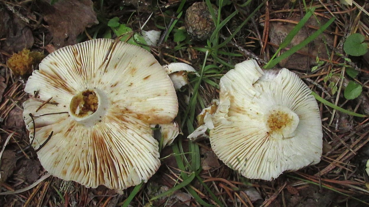 Правский груздь