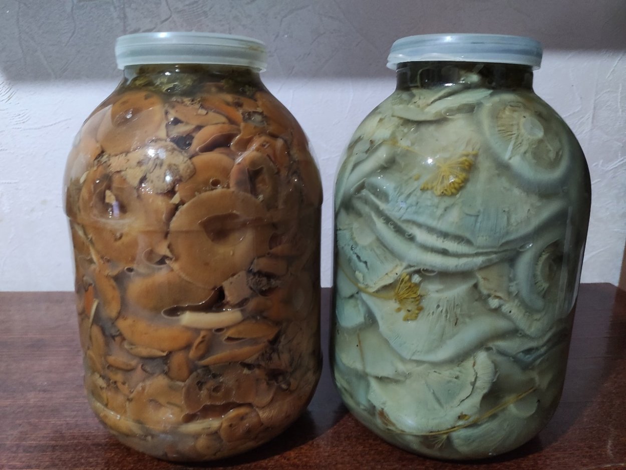 Квашение черных Груздьев