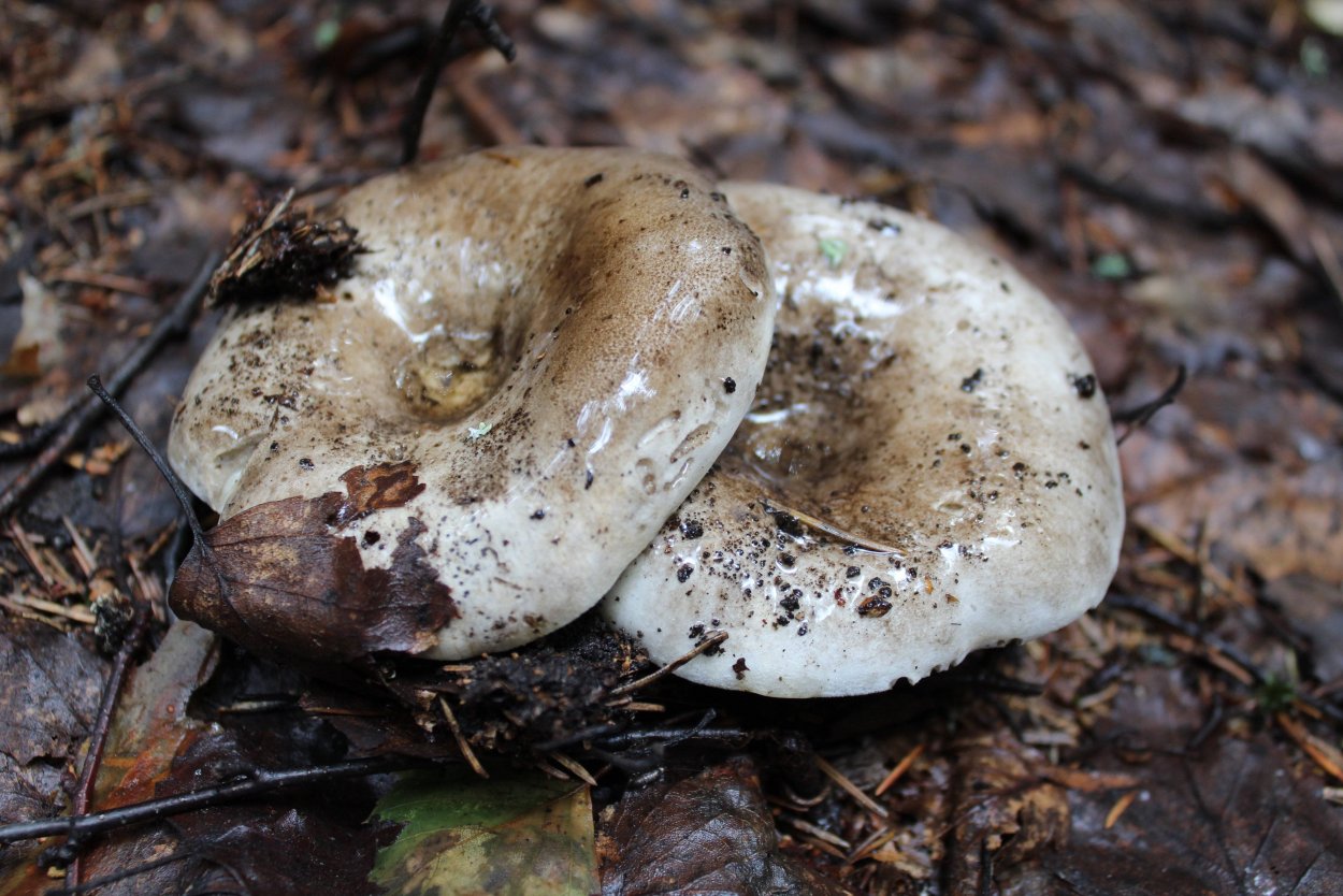 Подгруздок частопластинчатый