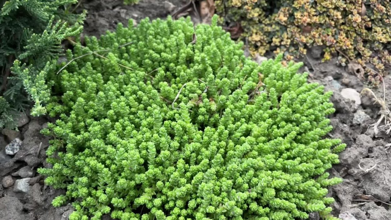Растение почвопокровное в виде елочки