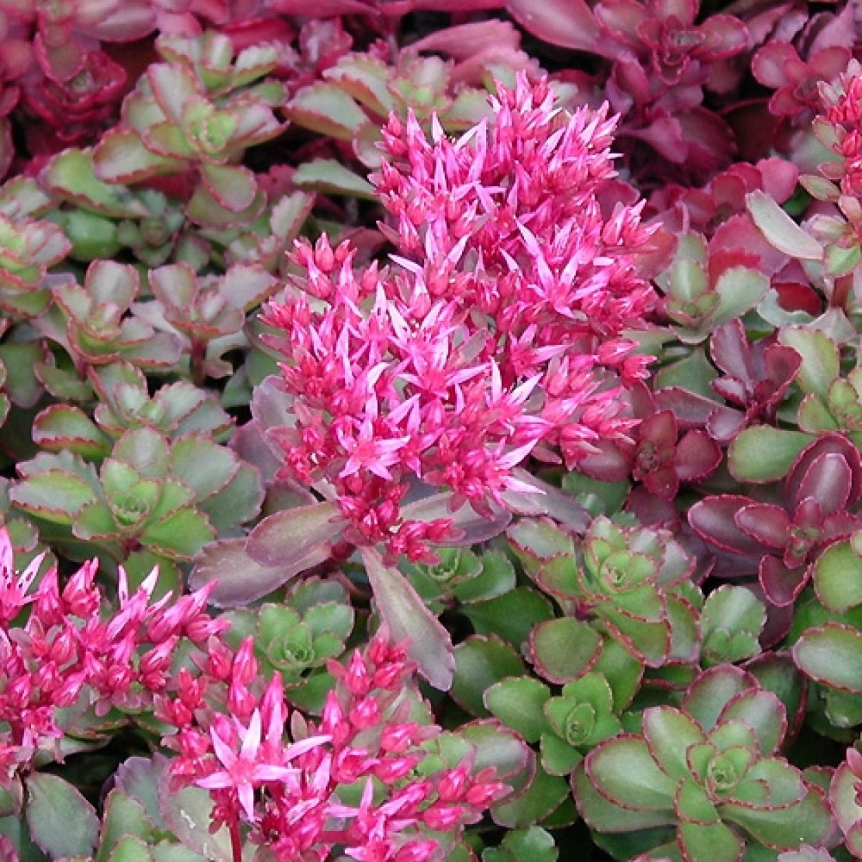 Очиток ложный Розеум (Sedum spurium  'Roseum')