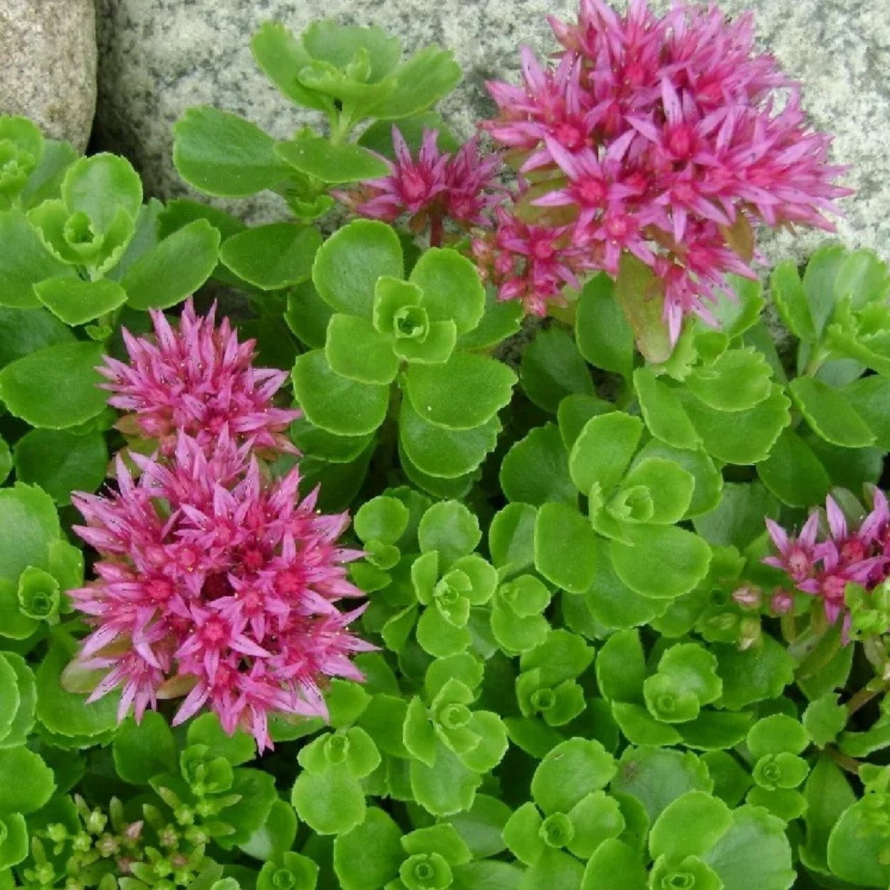 Седум ложный Розеум