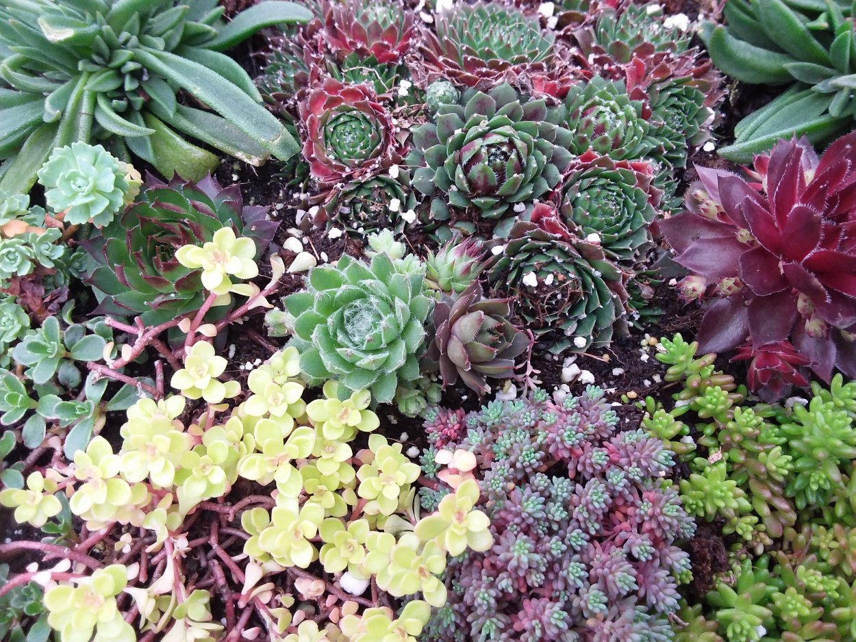 Седум ложный румянец Гавриш