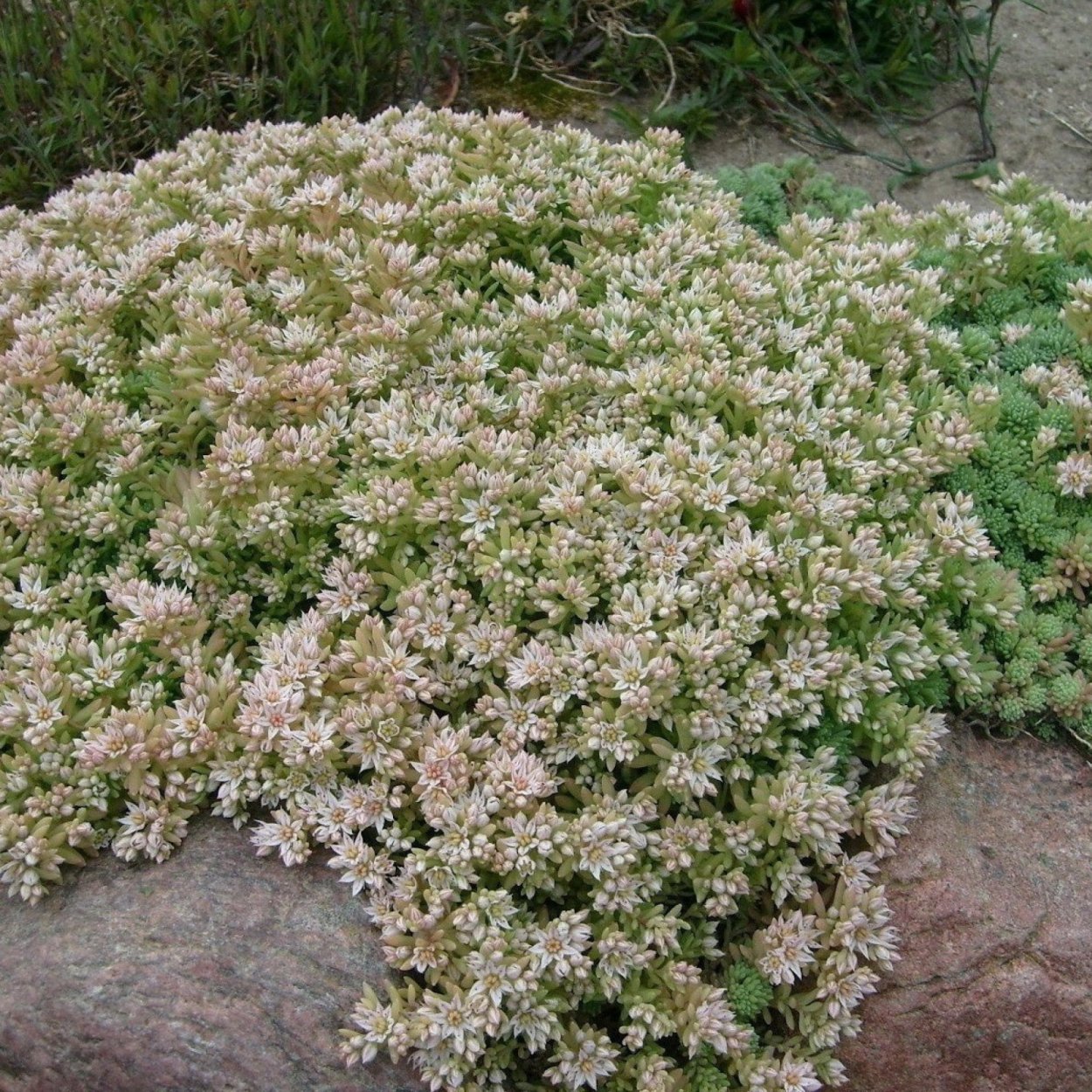 Sedum hispanicum (седум испанский)