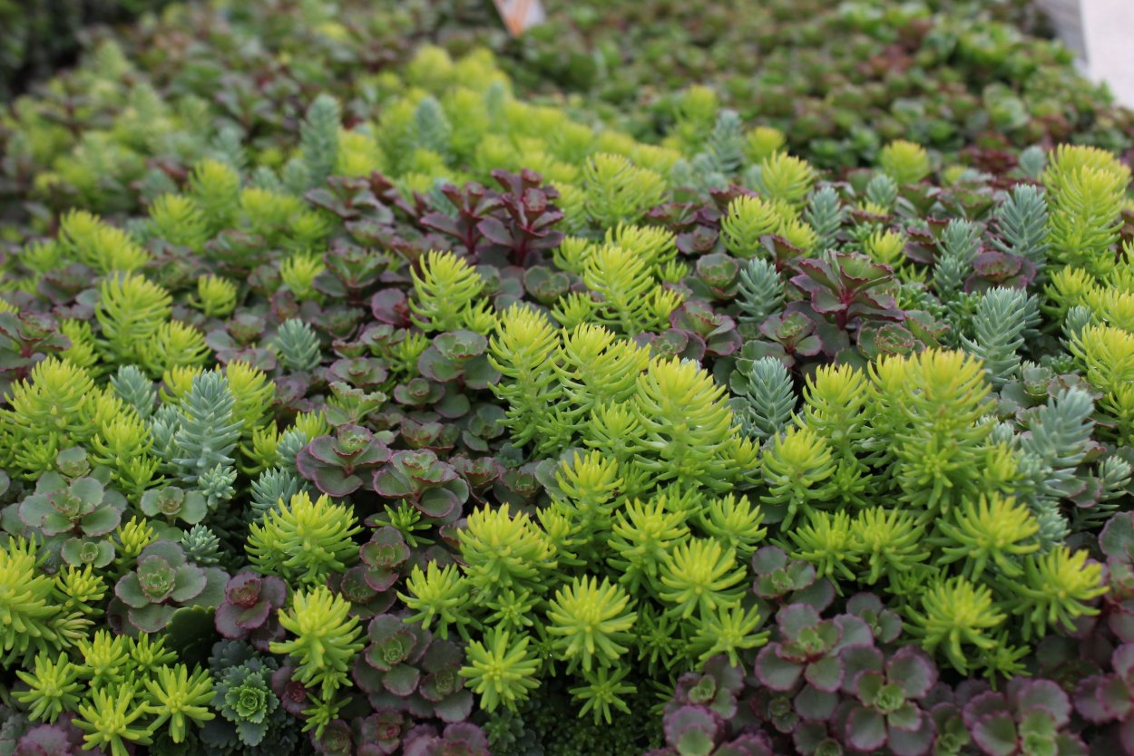 Очиток монетчатый