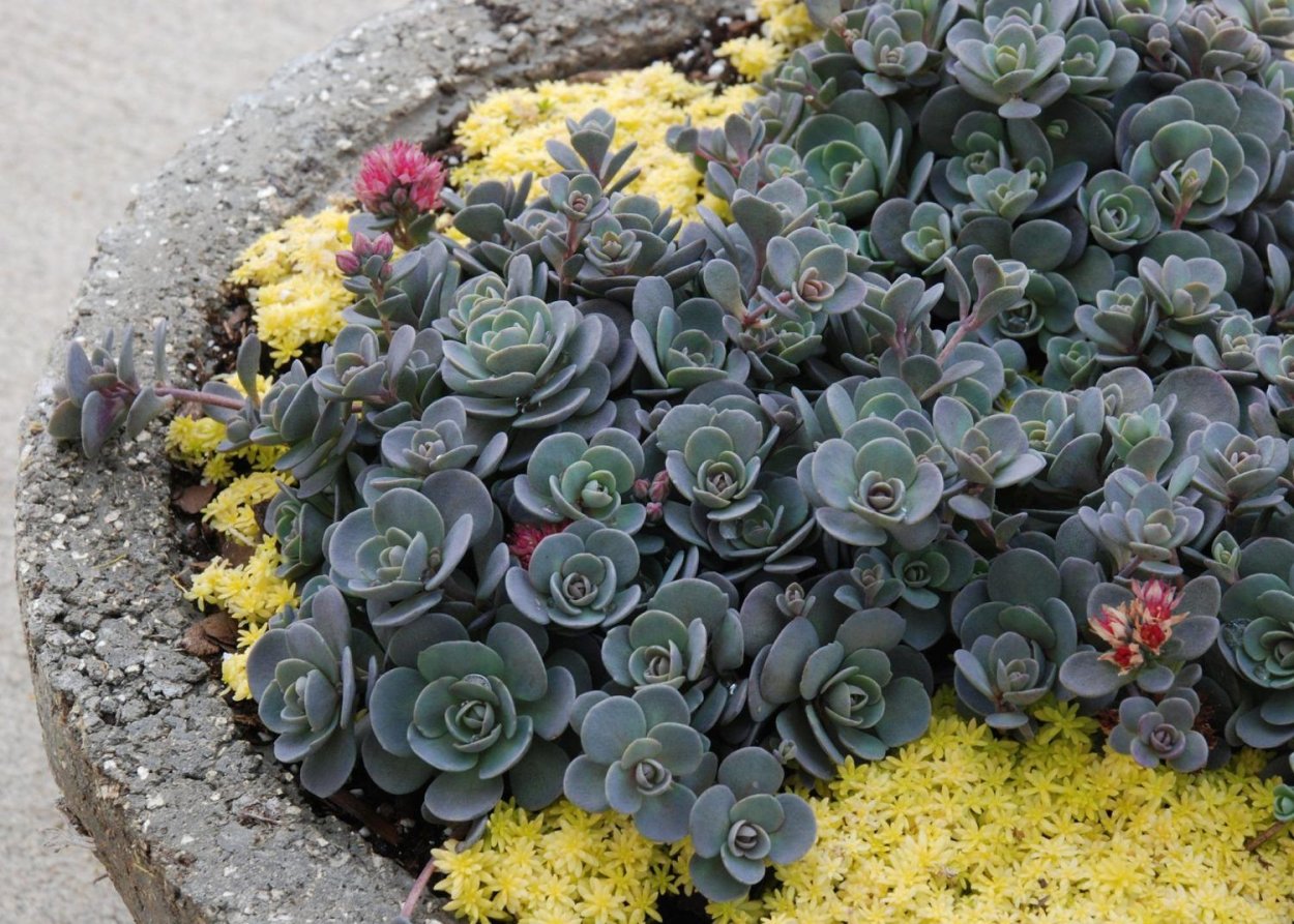 Очиток Блю Эльф *Sunsparkler