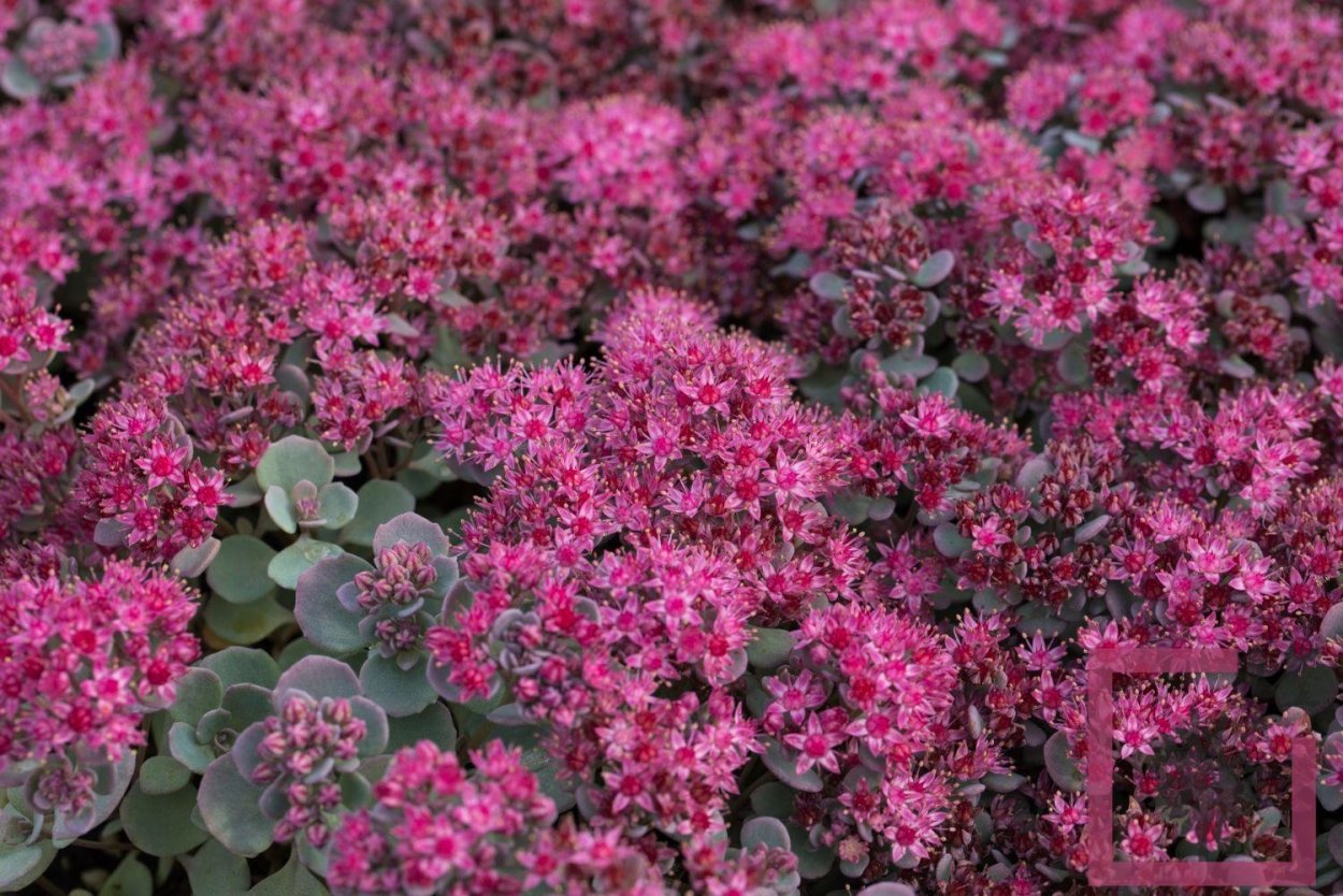 Седум Lidakense