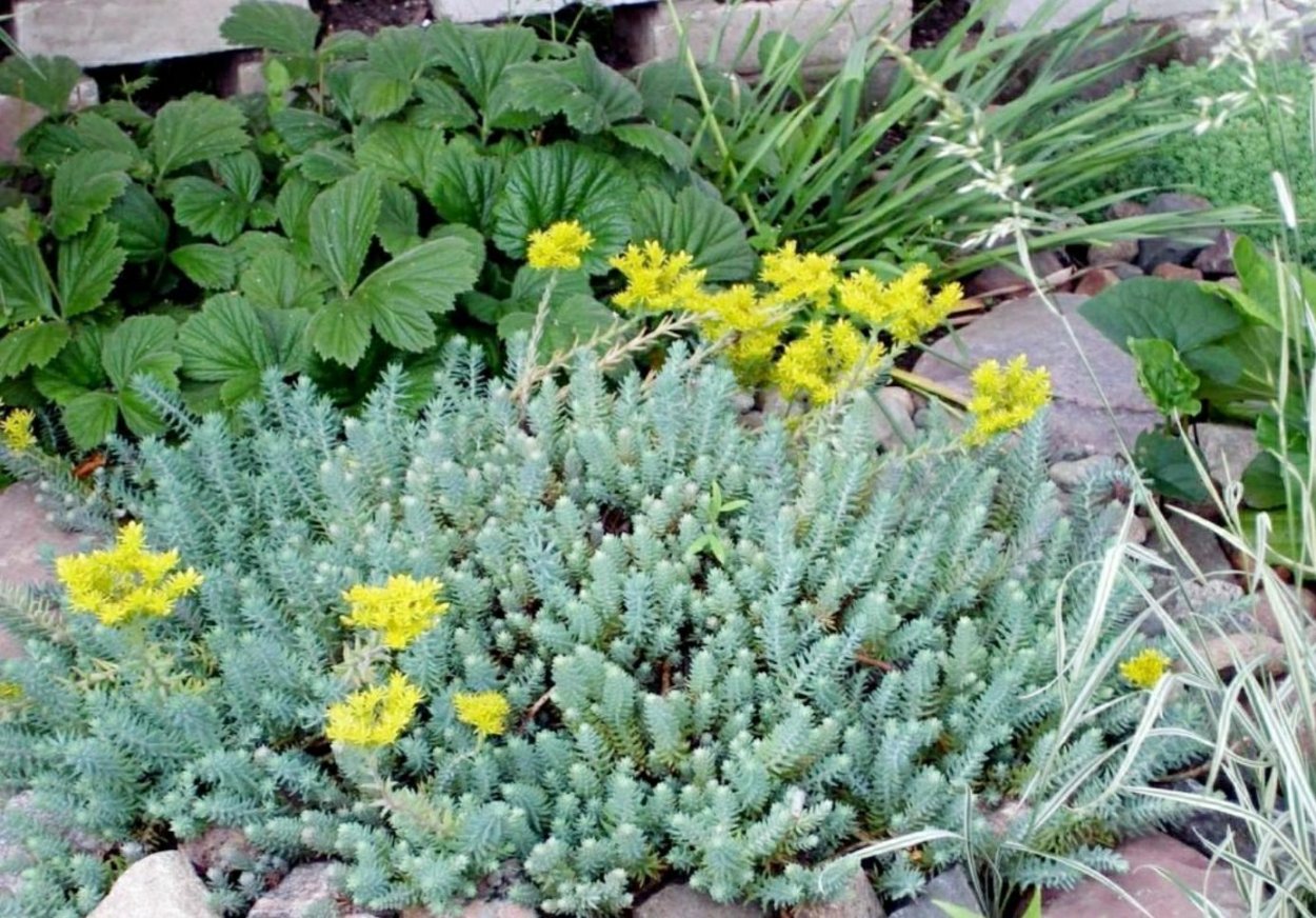 Очиток скальный отогнутый