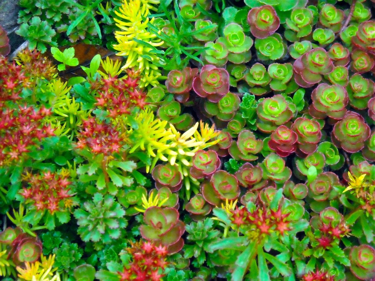 Седум Очиток почвопокровный