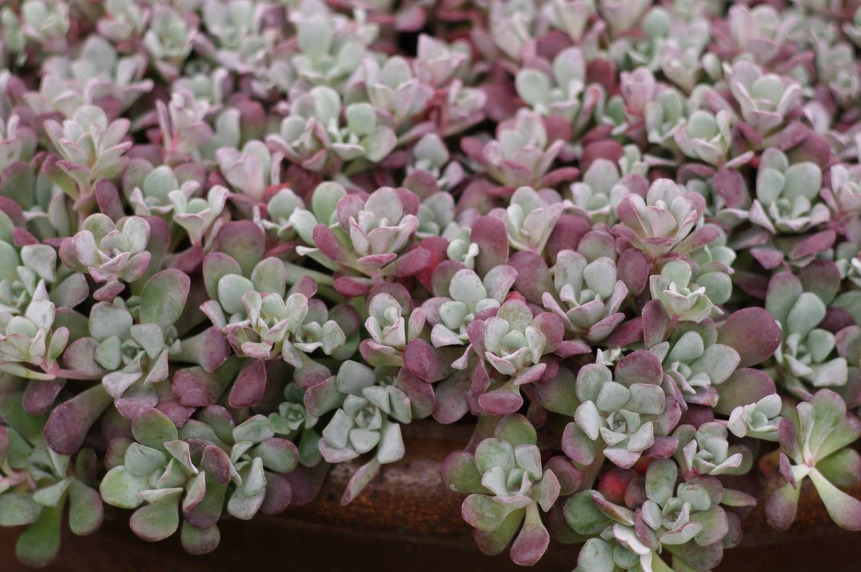 Седум пурпуреум Винтер