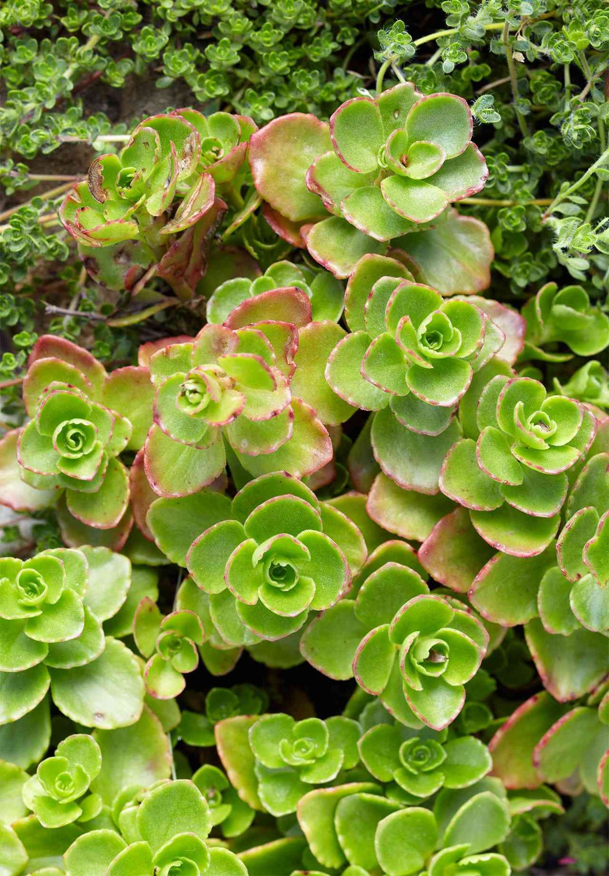 Почвопокровные многолетники седум