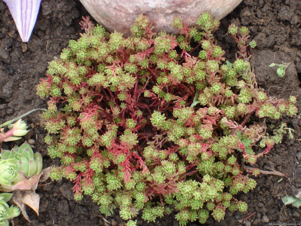 Очиток кьюкский