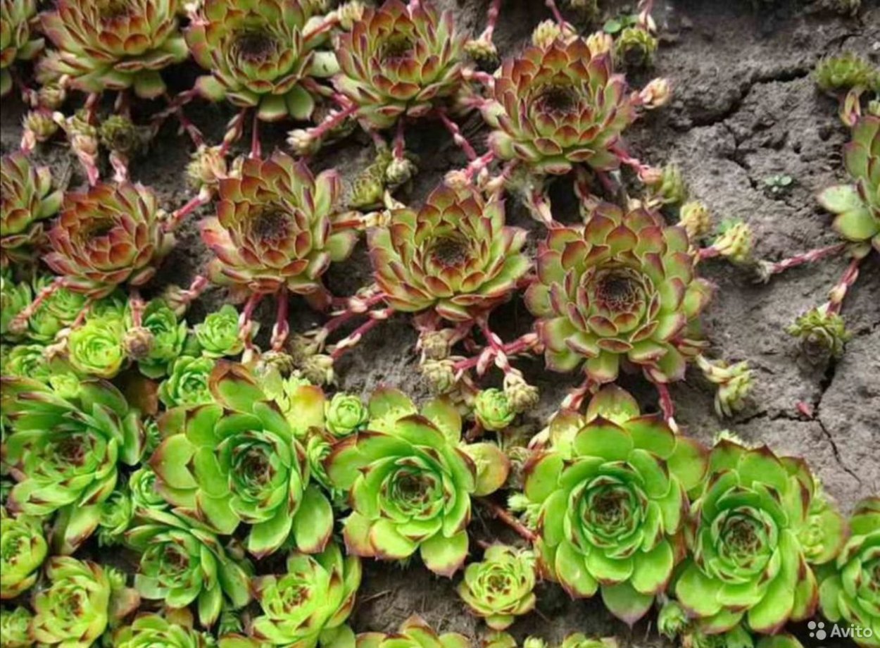 Очиток каменная роза