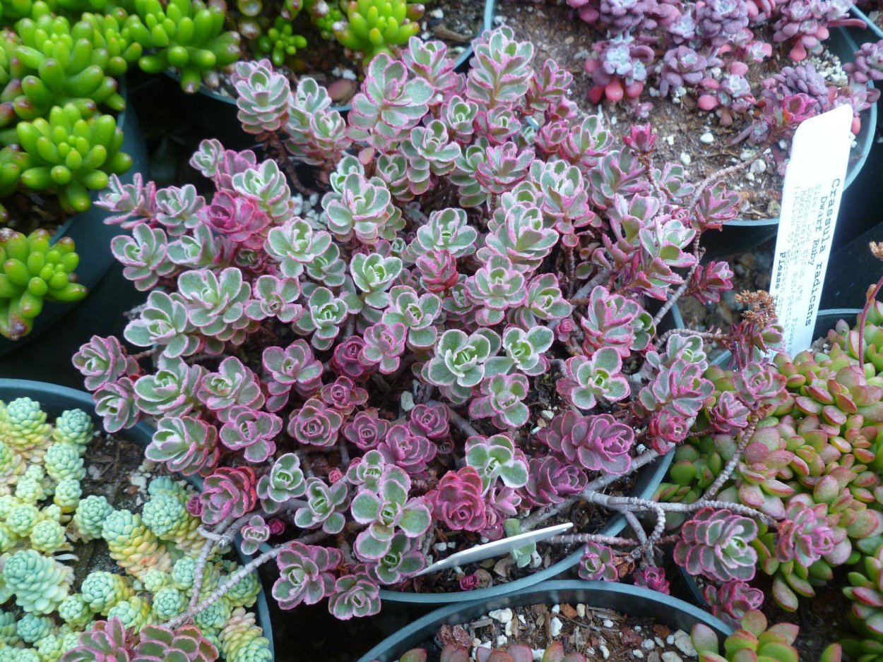 Очиток Sedum spurium 'Tricolor'
