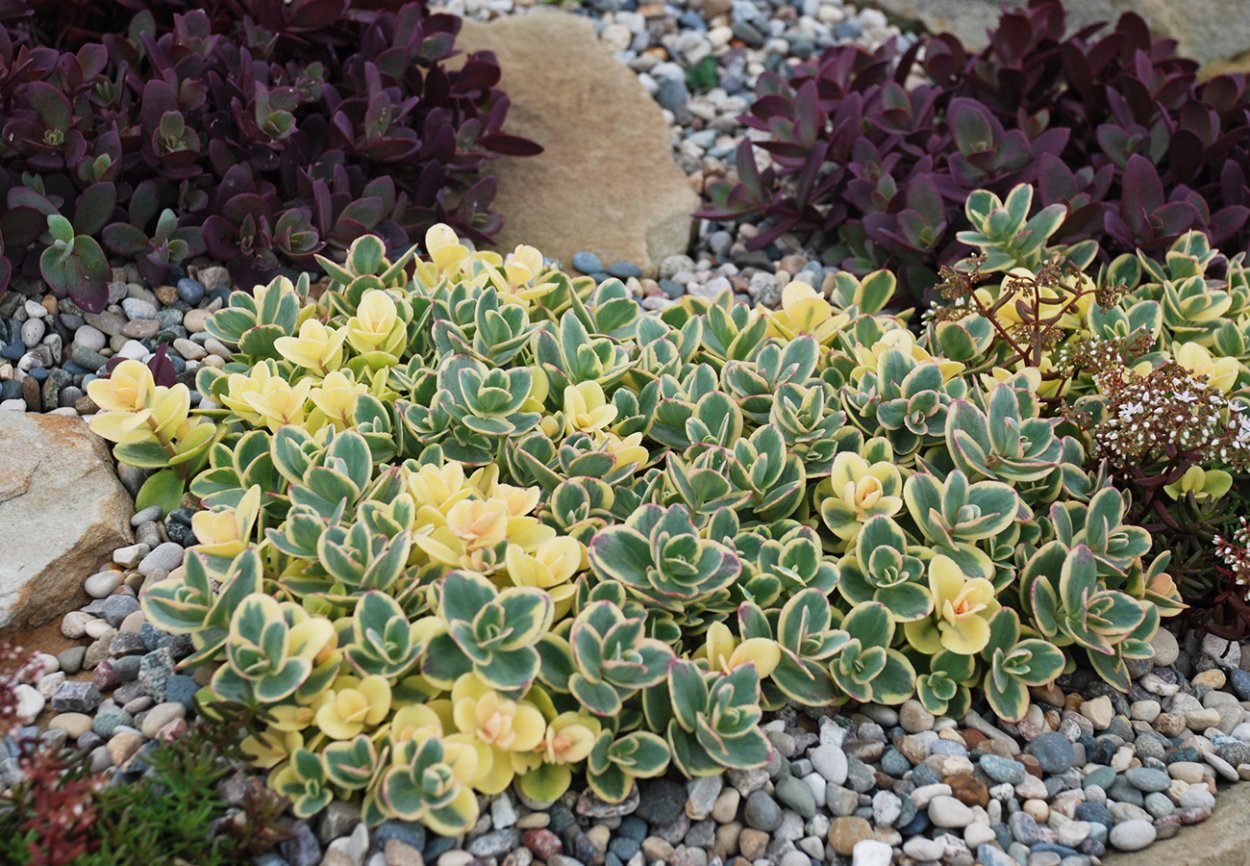 Седум Sedum Sunsparkler® Lime Twister