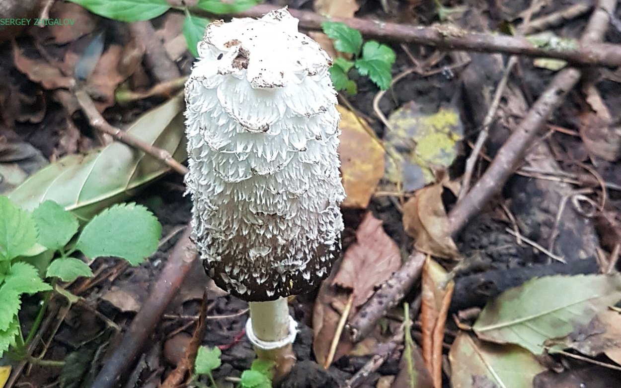 Копринус лекарственные грибы