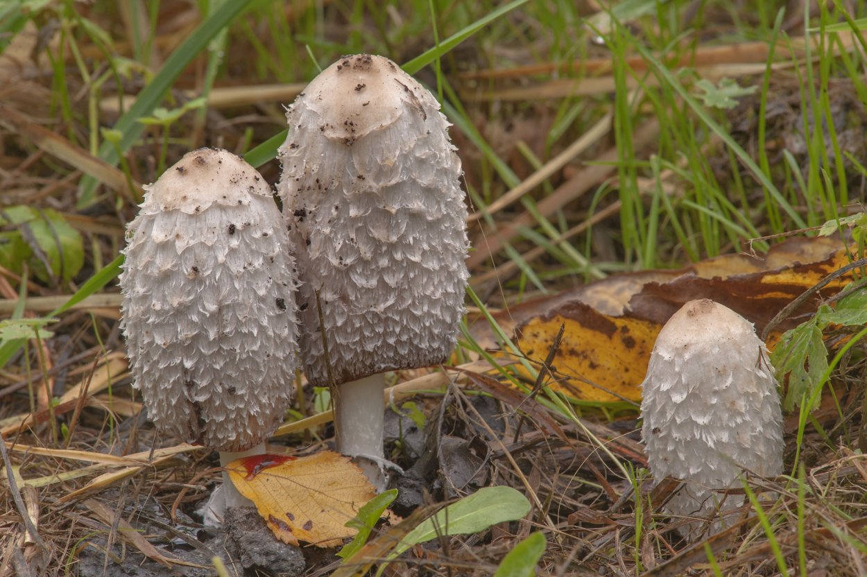 Навозник серый Coprinus atramentarius