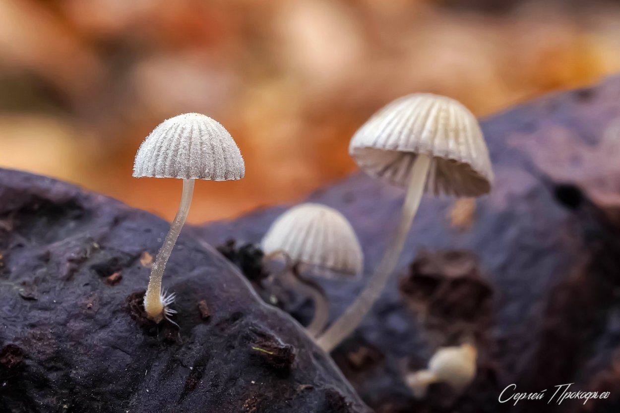 Планета грибов