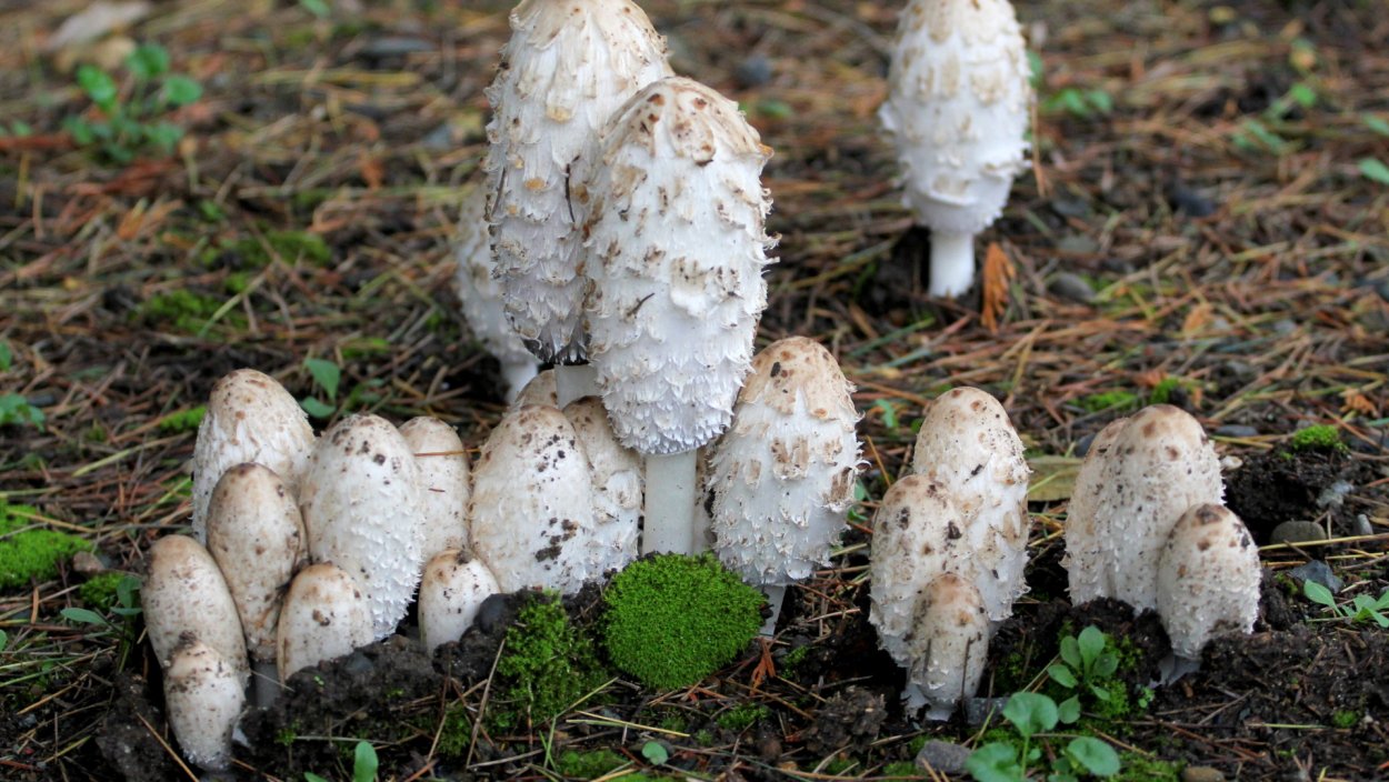 Shaggy Mane Mushroom