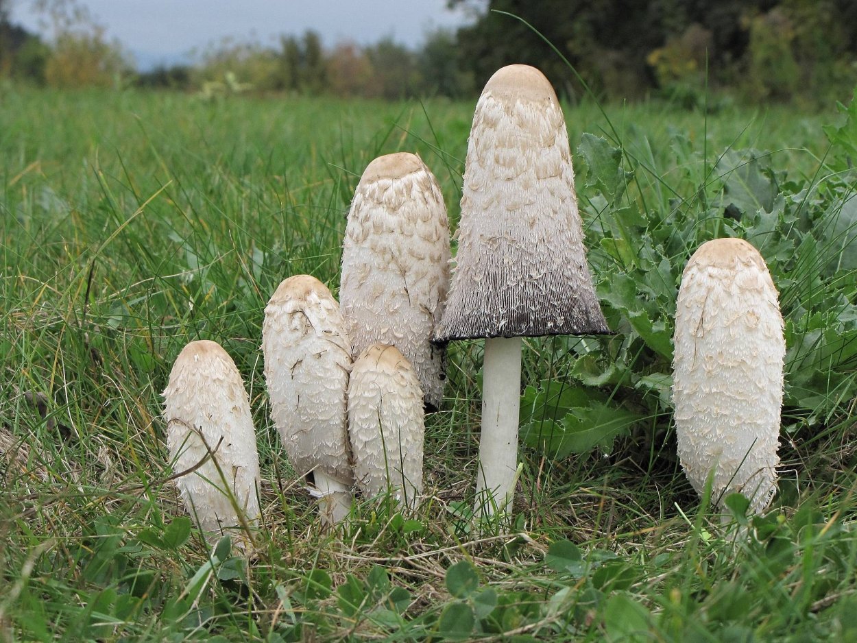 Навозник белый Coprinus comatus Википедия