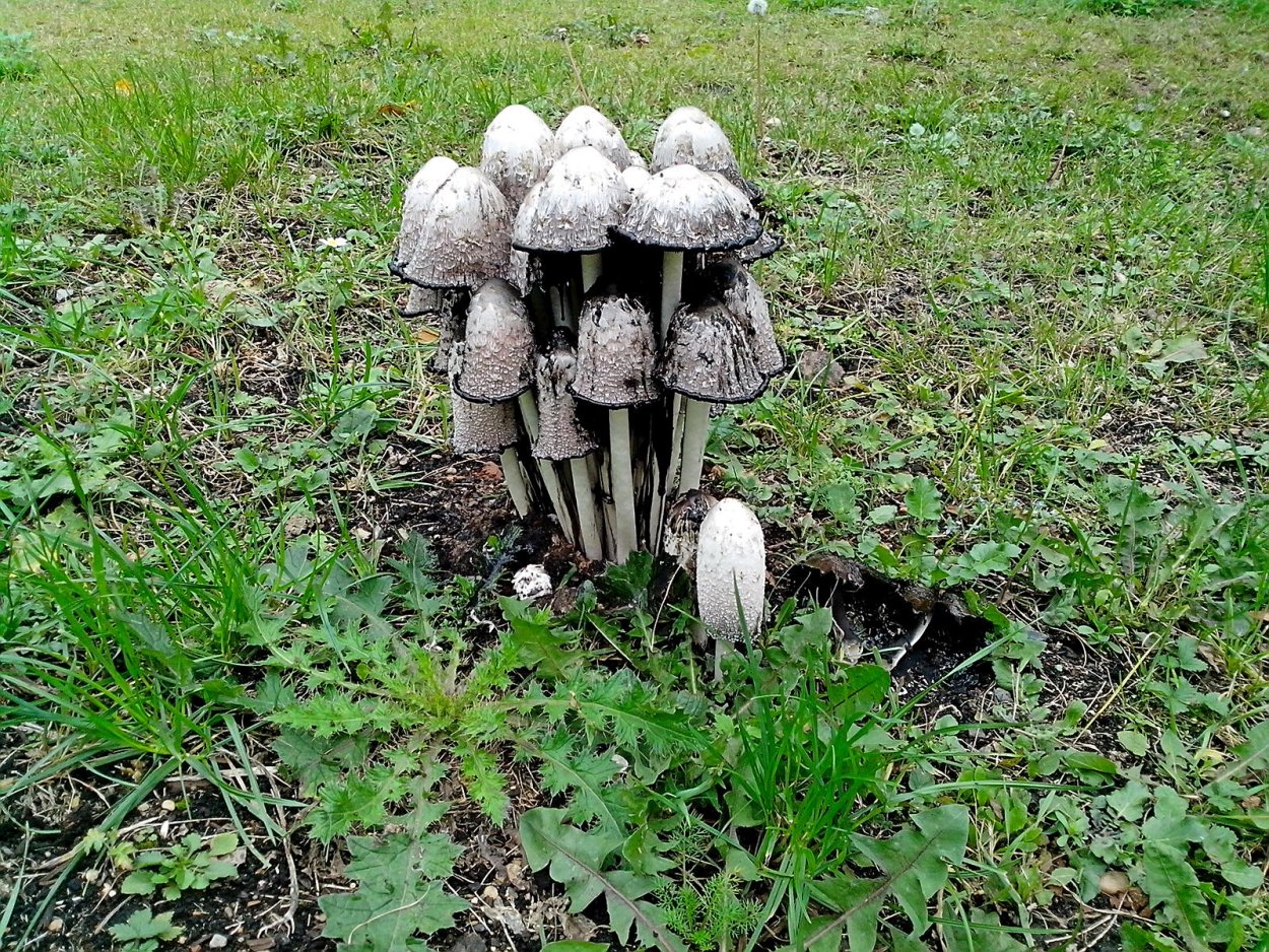 Гриб навозник поганка