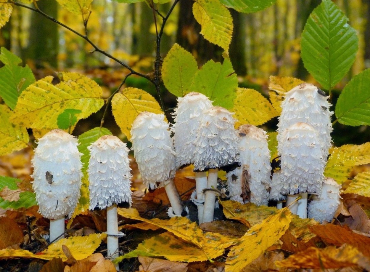 Гриб навозник белый