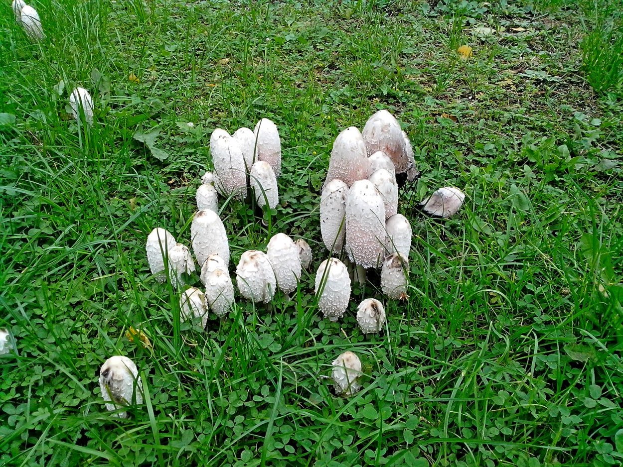 Навозник белоснежный