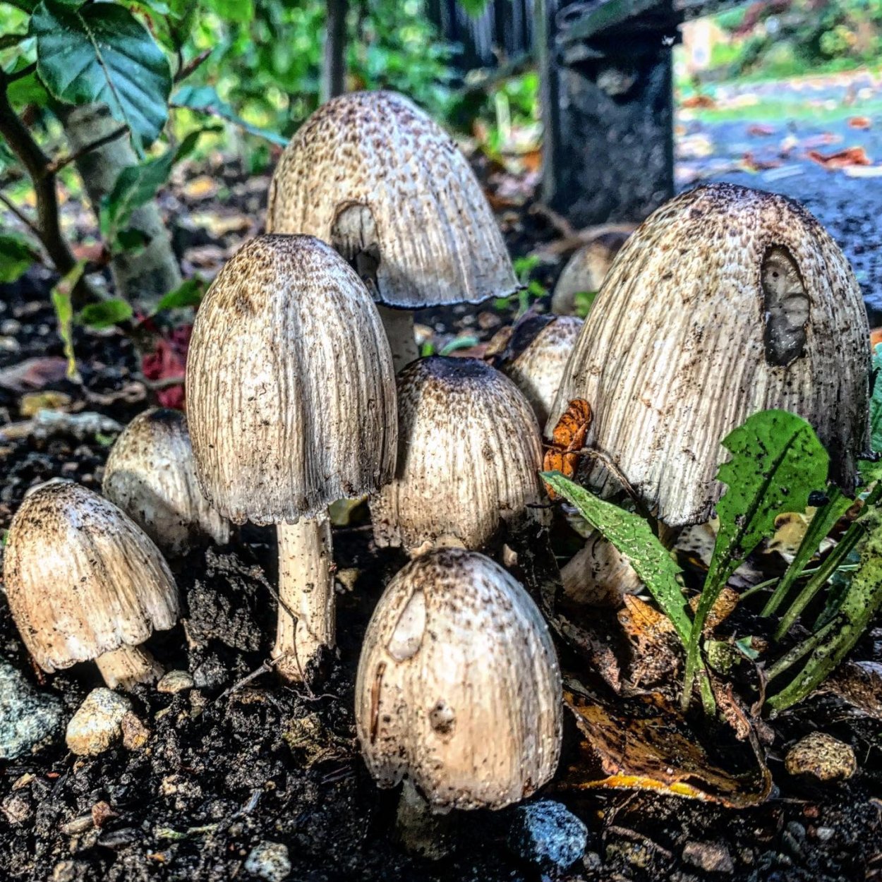 Гриб шампиньон навозник в разрезе