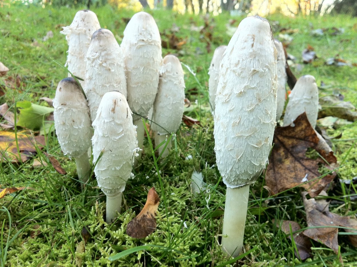 Навозник белый Coprinus comatus