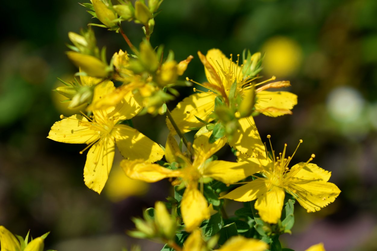 Дикорос цветет желтыми мелкими цветочками