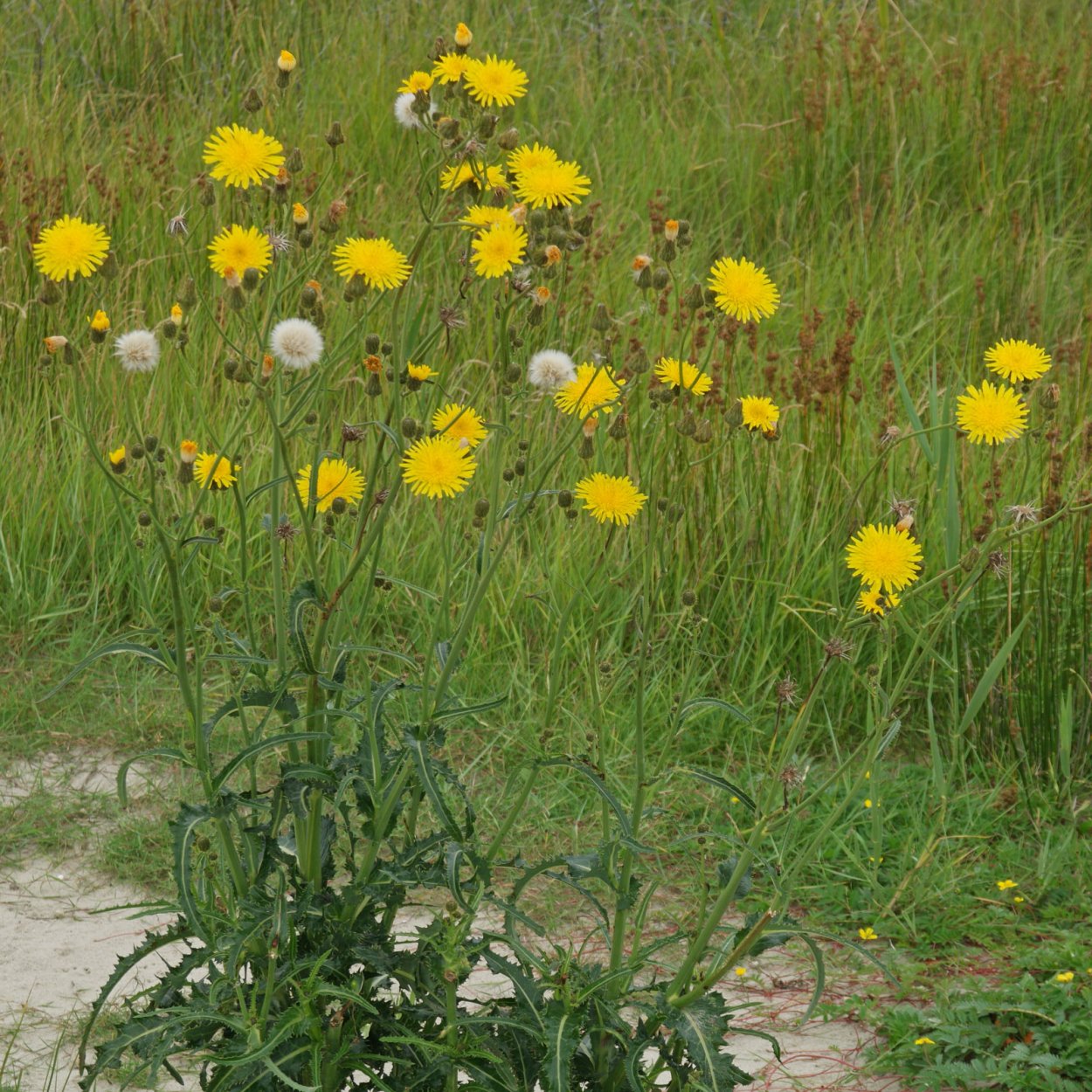 Осот желтый Sonchus arvensis