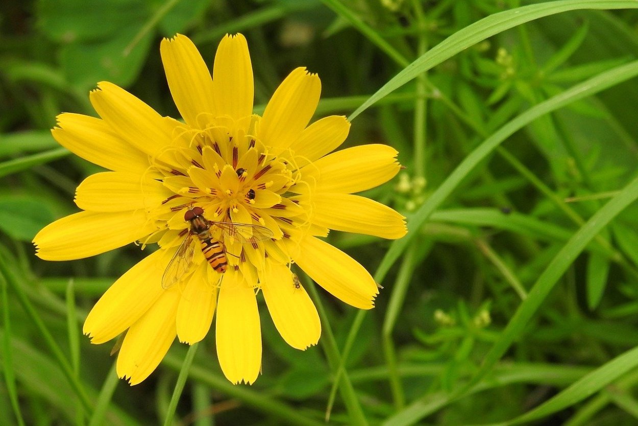 Ястребинка Пашенная