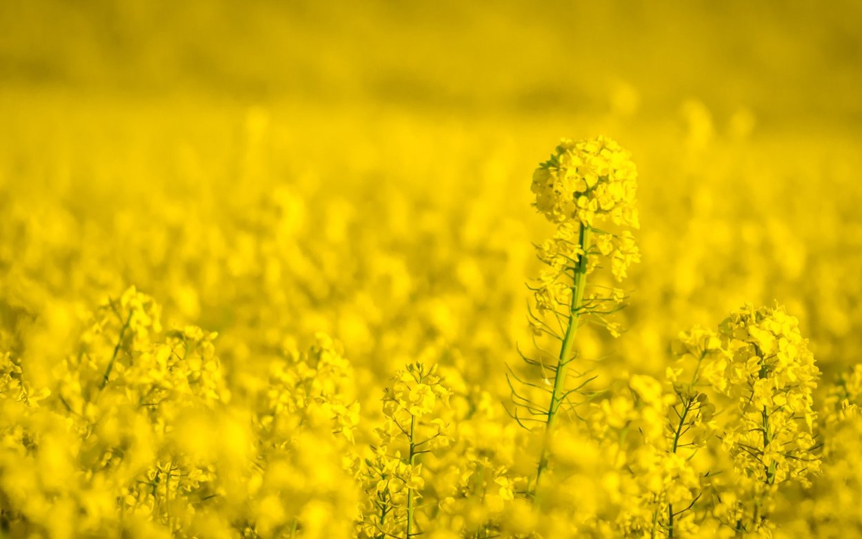 Желтые полевые цветы