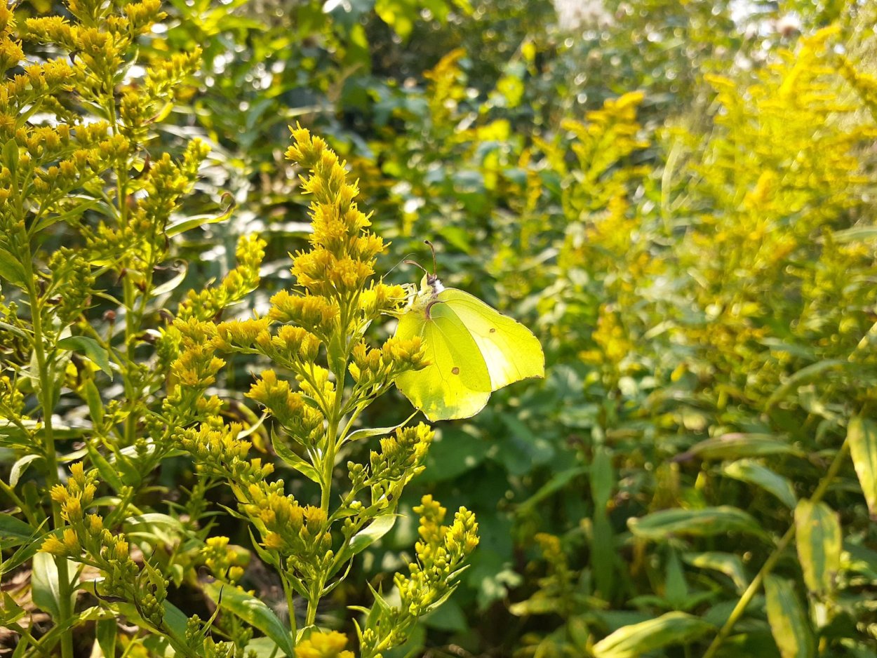 Золотарник обыкновенный медонос