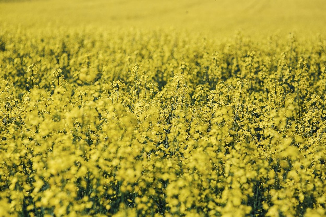 Жёлтая трава на полях
