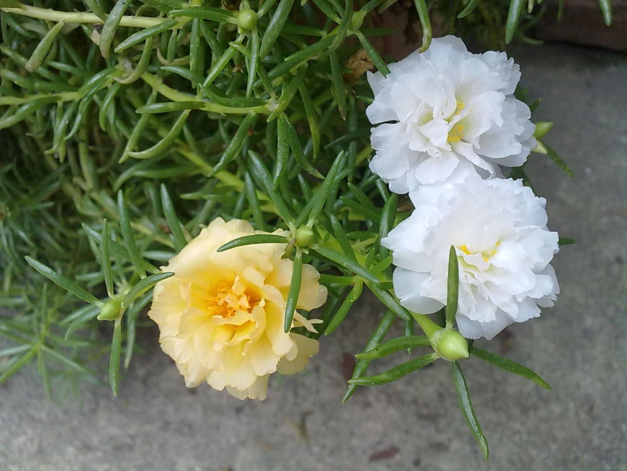 Портулак супермахровый