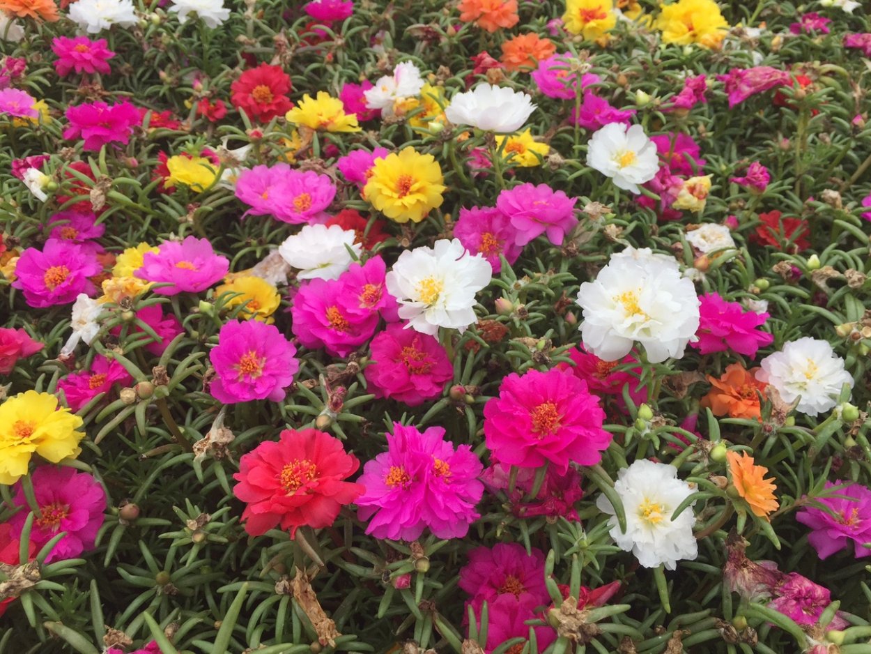 Портулак крупноцветный