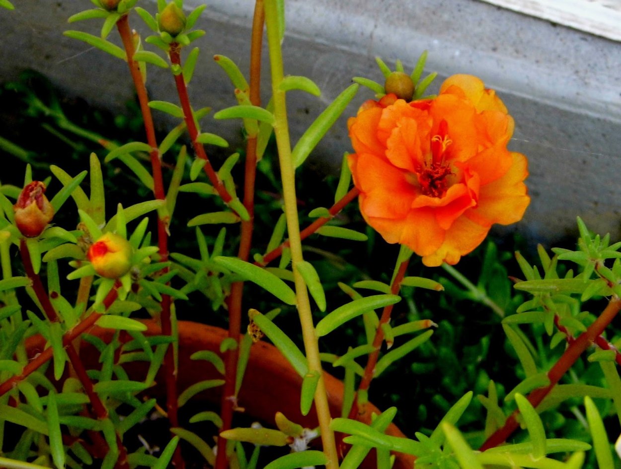 Виста Алегре портулак