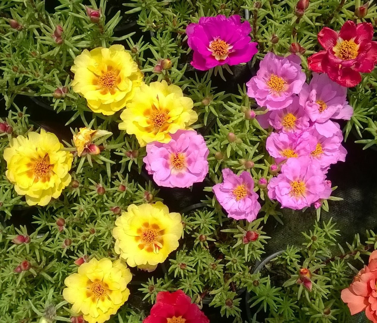 Портулак супермахровый