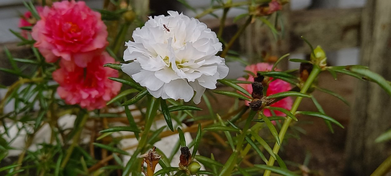 Портулак махровый красный