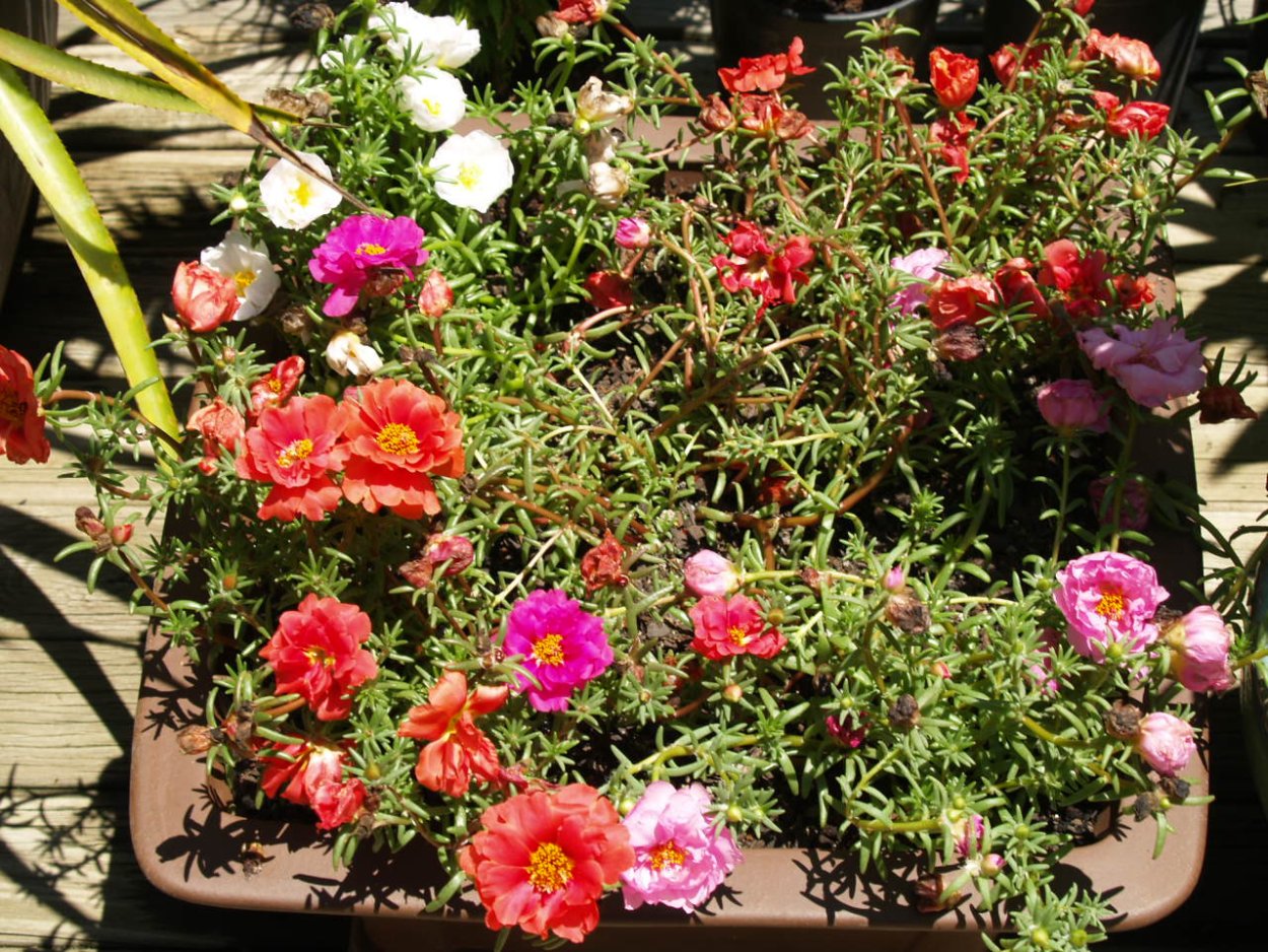 Портулак махровый крупноцветковый