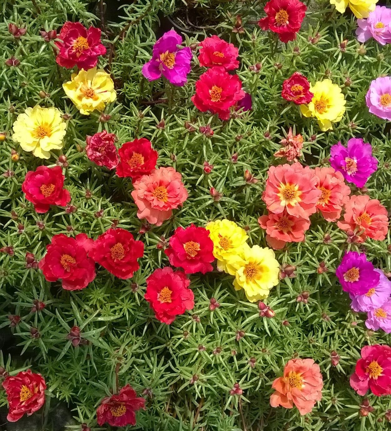 Портулак махровый