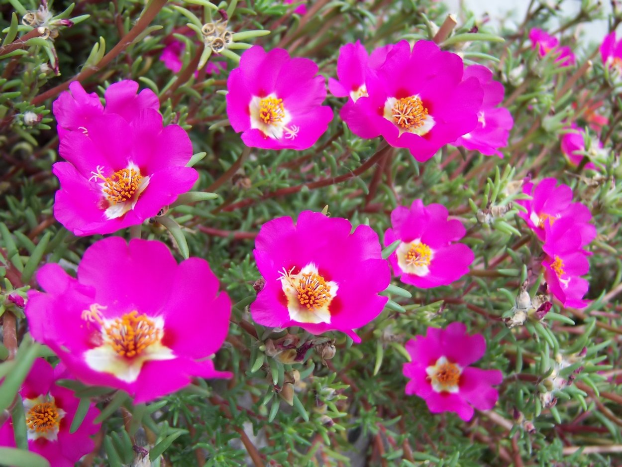 Портулак гибридный