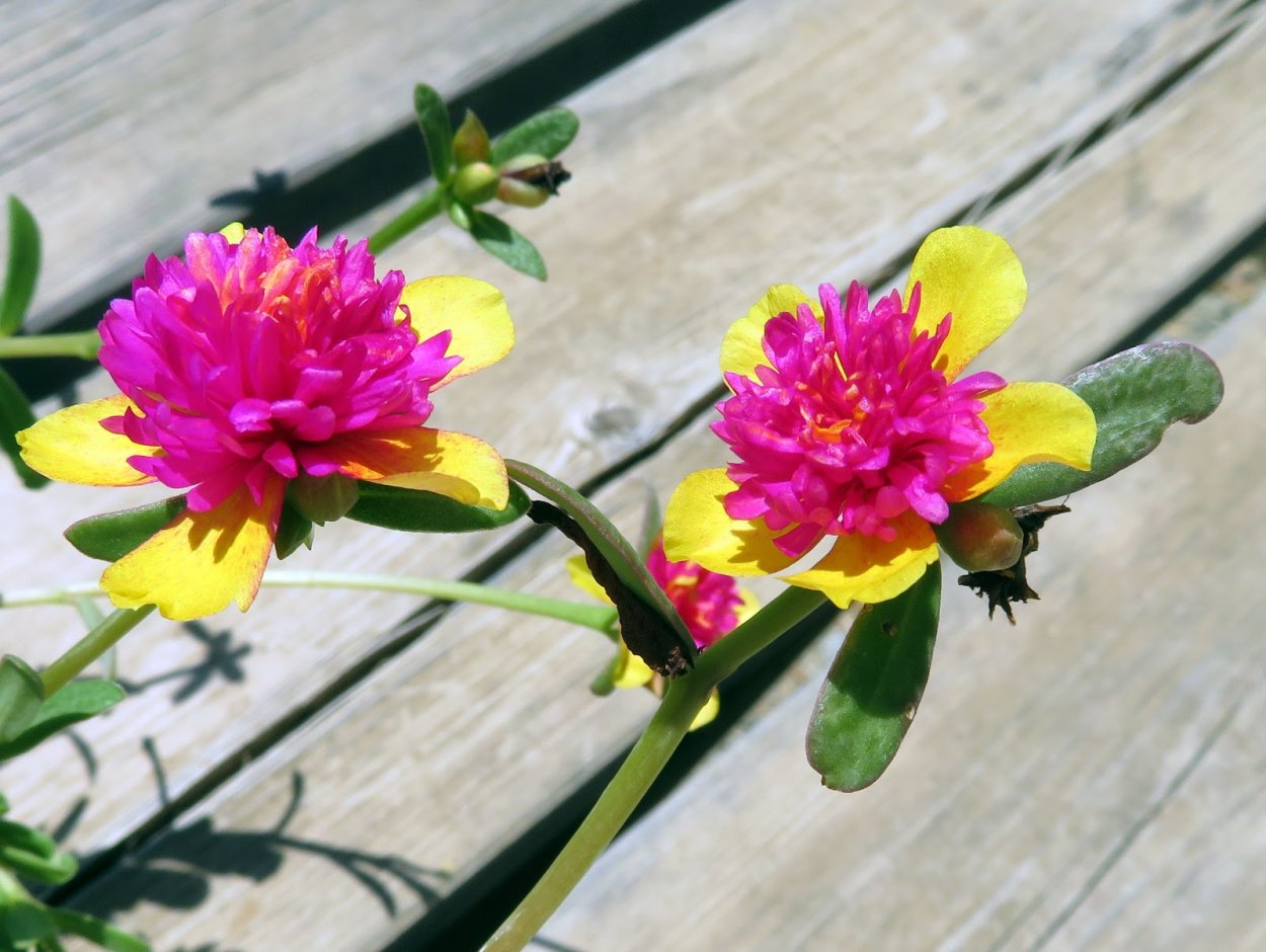 Портулак цветок без бутона